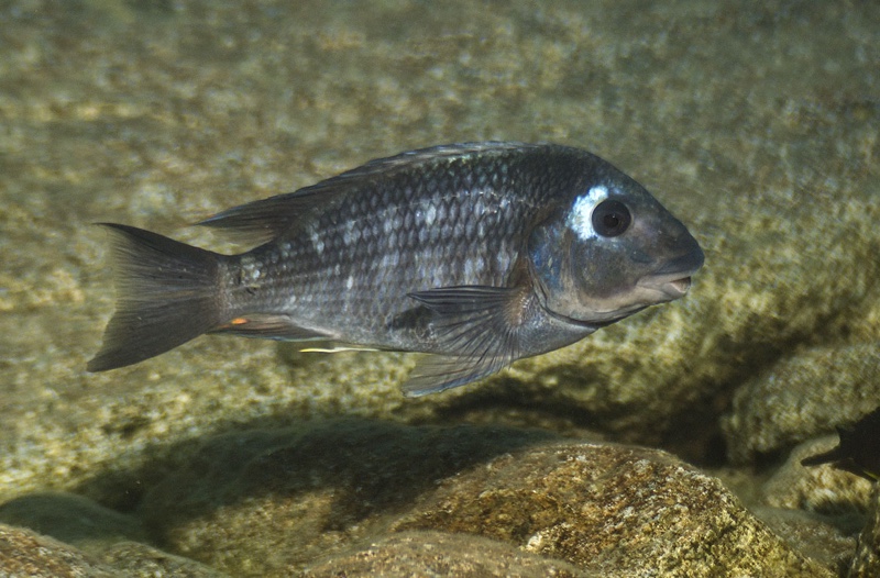 Petrochromis sp. 'sky blue congo' Kiliza
